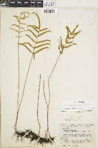 Lindsaea pendula image