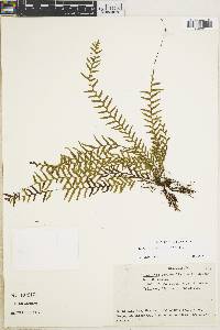 Image of Lellingeria laxifolia