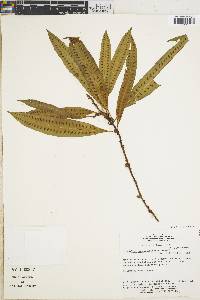 Microgramma persicariifolia image