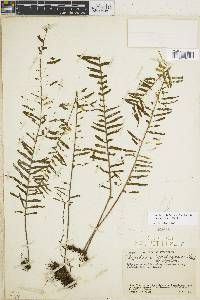 Polypodium otites image