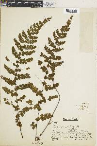 Adiantum concinnum image