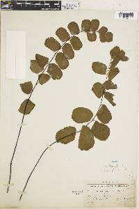 Adiantum grossum image