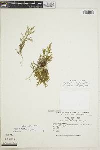 Image of Selaginella acanthostachys