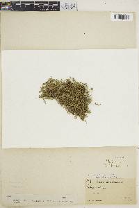 Selaginella microphylla image