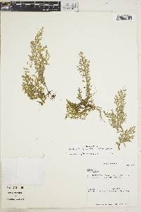 Selaginella novae-hollandiae image