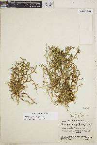 Selaginella rhodostachya image