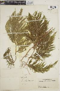 Selaginella rosea image