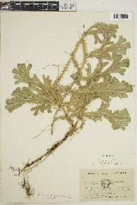 Selaginella sericea image