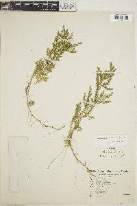 Selaginella sulcata image