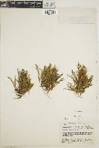 Selaginella vernicosa image