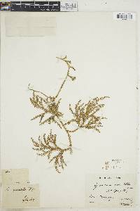 Austrolycopodium paniculatum image