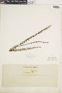 Cheilanthes micropteris image