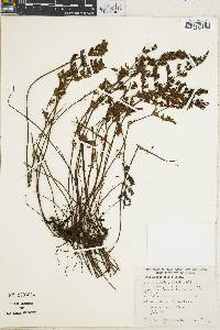 Cheilanthes macleanii image