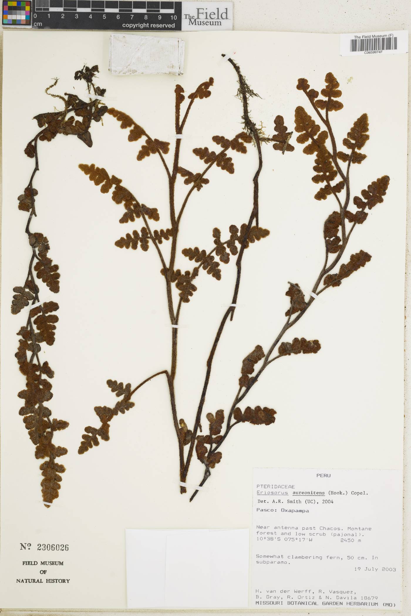 Jamesonia aureonitens image