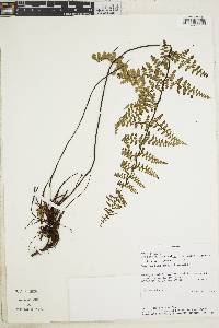 Image of Jamesonia paucifolia