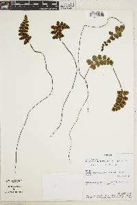 Jamesonia rufescens image