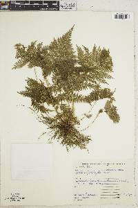 Pteris leptophylla image