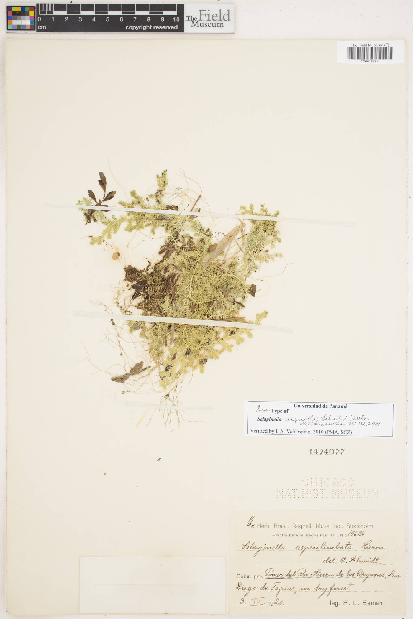 Selaginella urquiolae image