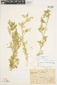 Selaginella eurynota image