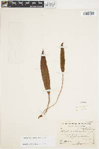 Image of Elaphoglossum atrobarbatum