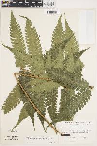 Steiropteris glandulosa var. brachyodus image