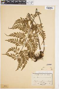 Asplenium cuneatum image