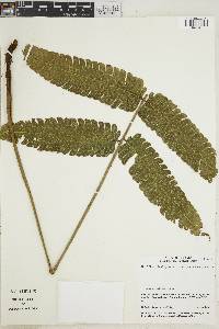 Steiropteris glandulosa image