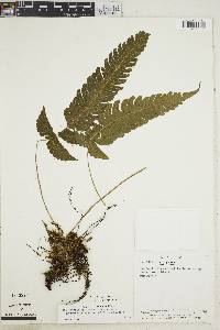 Steiropteris glandulosa image