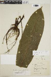 Meniscium giganteum image