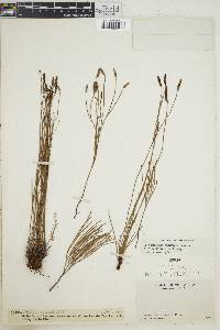 Schizaea stricta image