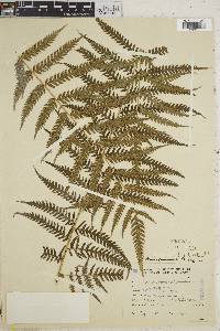 Pteris muricata image