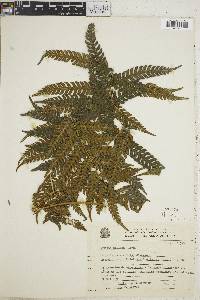 Pteris deflexa image