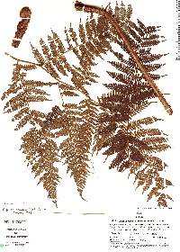 Cyathea pilosissima image
