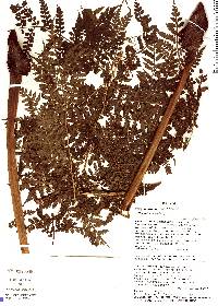 Image of Eupodium pittieri