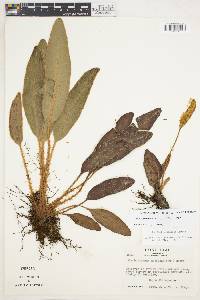 Elaphoglossum muscosum image