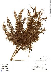 Sticherus furcatus image