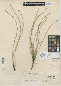 Equisetum nelsonii image