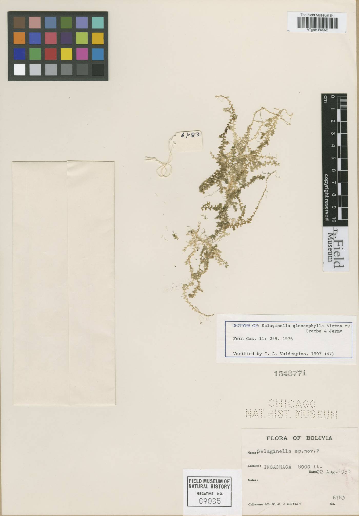Selaginella glossophylla image