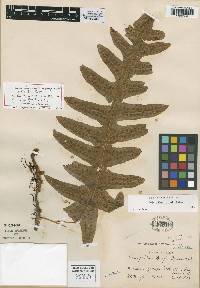Polypodium eatonii image