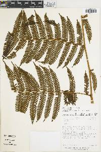 Cyathea acutidens image