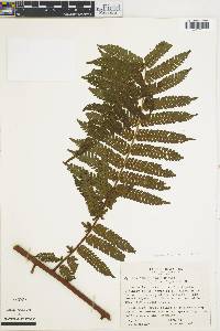 Cyathea andina image