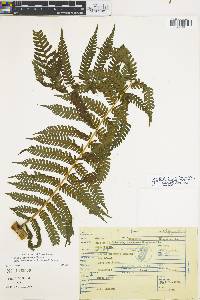 Cyathea fulva image