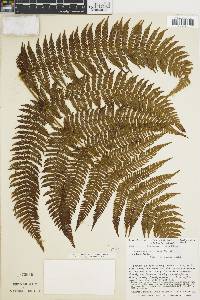 Cyathea bicrenata image