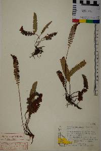Austroblechnum penna-marina subsp. penna-marina image