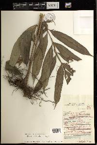 Pteris pellucida image