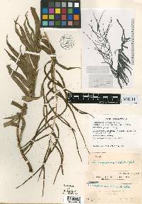 Lomagramma pteroides image