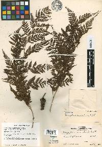 Lastreopsis davallioides image