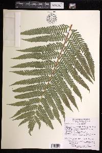 Pteris wallichiana image