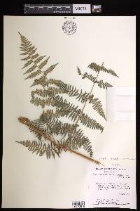 Pteridium arachnoideum subsp. arachnoideum image