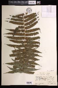 Cyathea tuerckheimii image